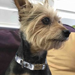 Merry Jane & Thor Starry Night Polyester Dog Collar, Silver & White, X-Small: 8.5 to 12-in neck, 5/8-in wide slide 2 of 6
