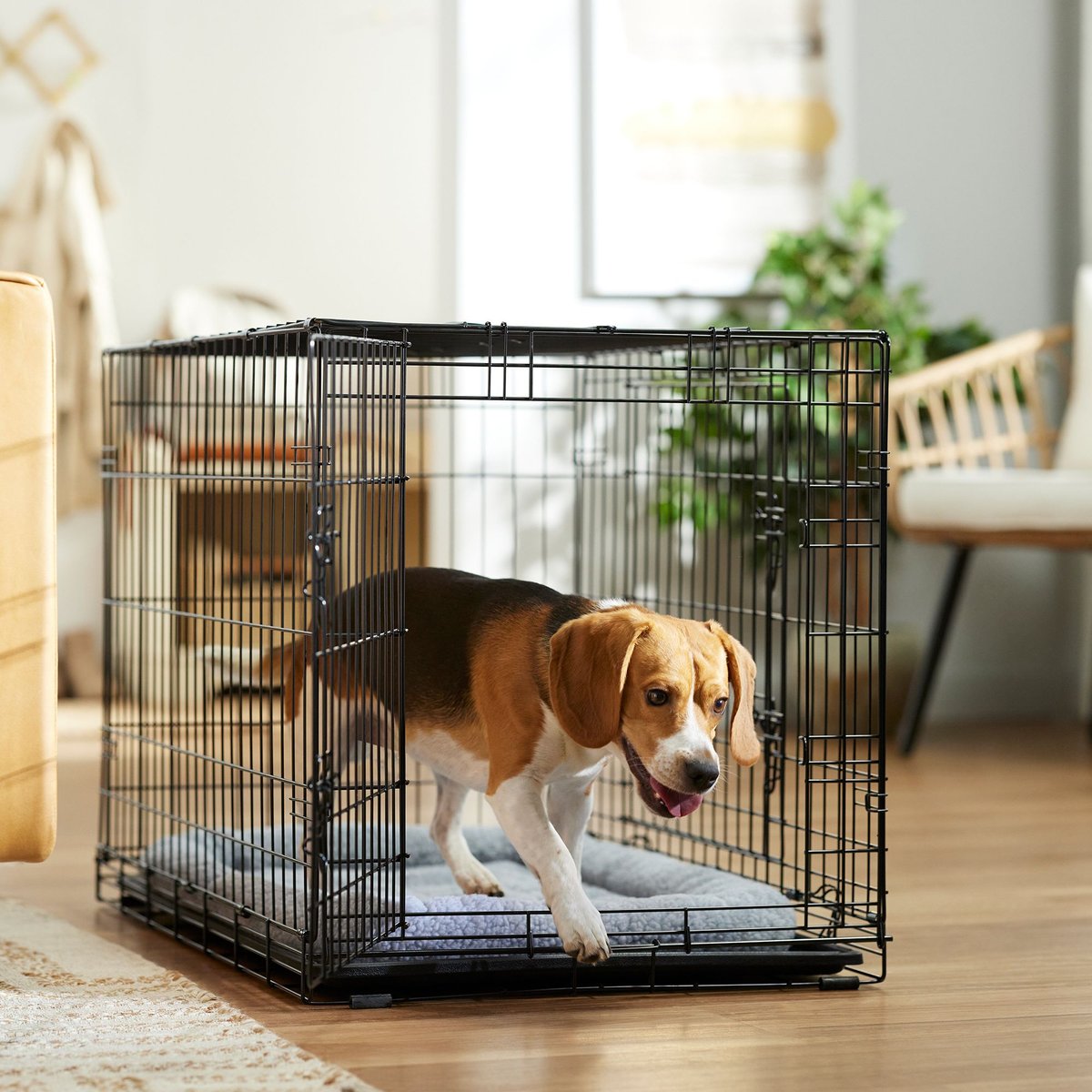 Chewy dog crate store trays