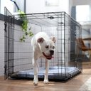 Frisco Fold & Carry Double Door Collapsible Wire Dog Crate & Mat Kit, X-Large