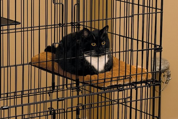 MidWest Model 130 Cat Playpen Plush Cat Bed, Camel, X-Small