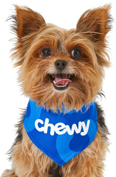 Frisco Chewy Dog & Cat Bandana, X-Small/Small slide 1 of 4