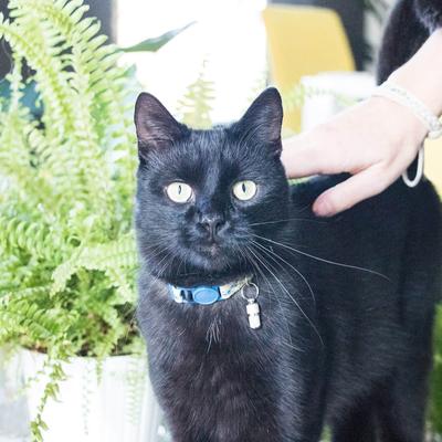 Show full view: Pettsie Flower Cat Collar with Friendship Bracelet, Blue, 7.5-in slide 7 of 8