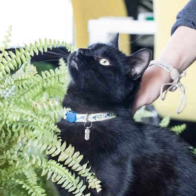 Show full view: Pettsie Flower Kitten Collar with Friendship Bracelet, 5-in, Blue slide 7 of 7