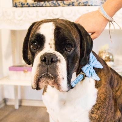 Show full view: Pettsie Cotton Bow Tie Standard Dog Collar, Turquoise, Small slide 7 of 8
