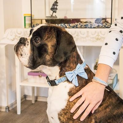 Show full view: Pettsie Cotton Bow Tie Standard Dog Collar, Turquoise, Medium slide 6 of 8