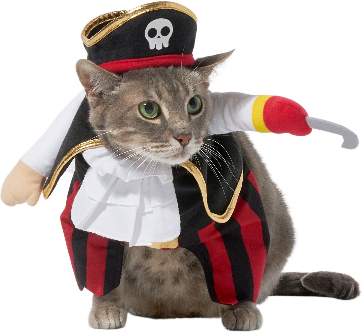 Pirate cat. Cat Pirate.