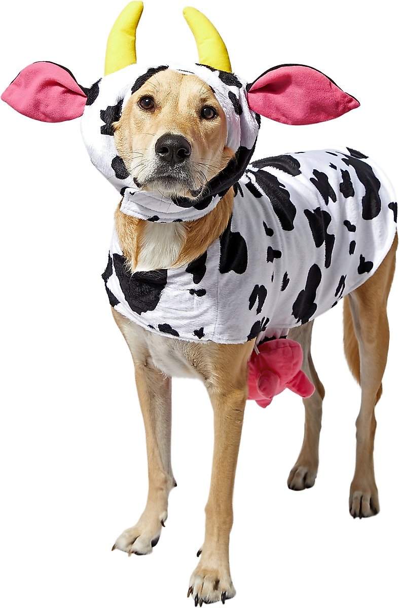 A Yellow Labrador Retriever wearing a Happy Cow Halloween Costume.