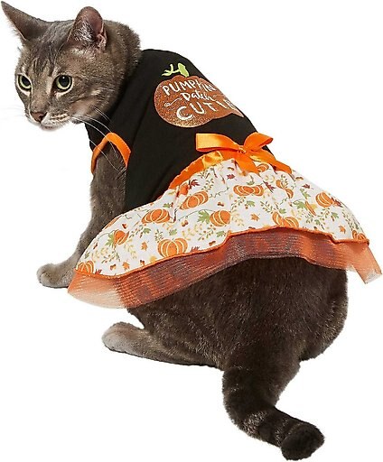 Frisco Pumpkin Patch Cutie Dog & Cat Dress, Small