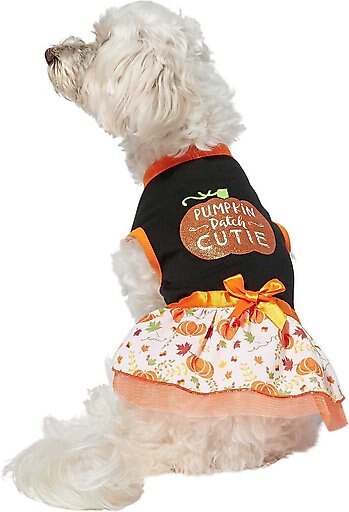 Frisco Pumpkin Patch Cutie Dog & Cat Dress, Small