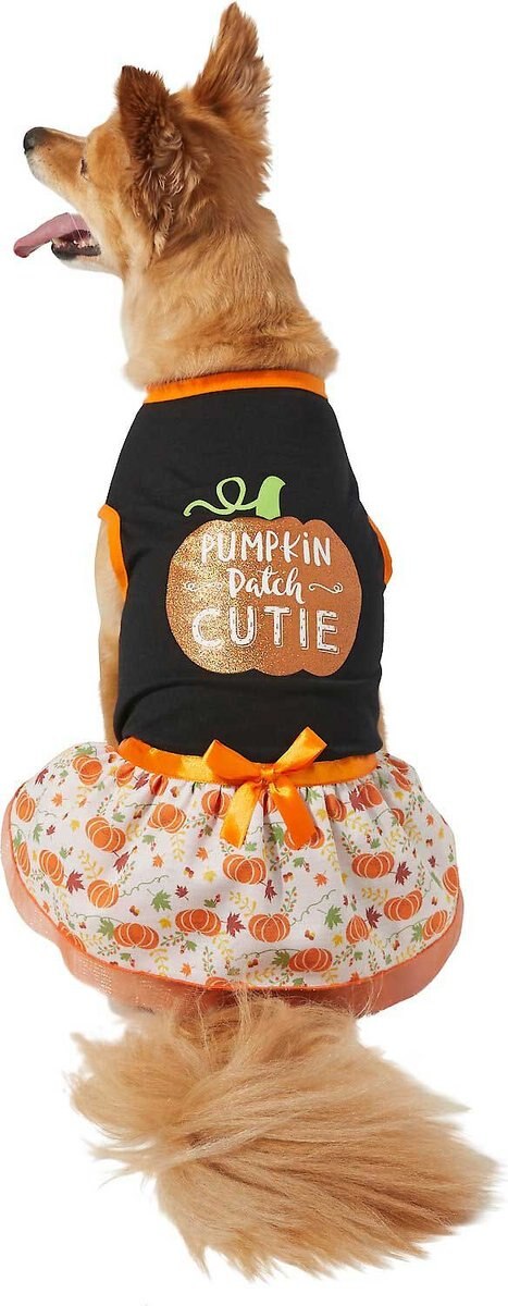 Frisco Pumpkin Patch Cutie Dog & Cat Dress