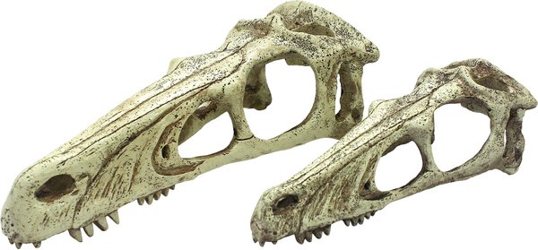 Komodo Raptor Skull, Large slide 1 of 4
