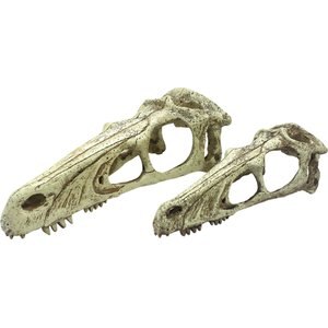 Komodo Raptor Skull, X-Large