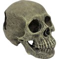 Komodo Full Human Skull, Medium