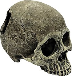Komodo Half Human Skull, Medium