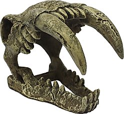 Komodo Large Saber Tooth Skull, Medium