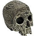 Komodo Textured Human Skull, Medium