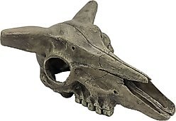 Komodo Deer Skull, Medium