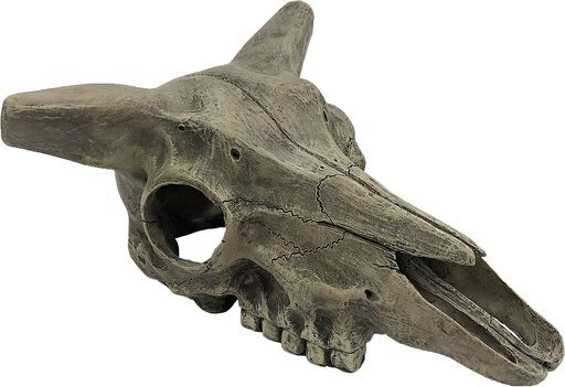 Komodo Deer Skull, Medium