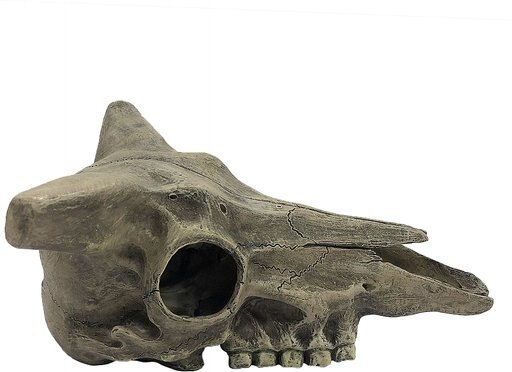 Komodo Deer Skull, Medium