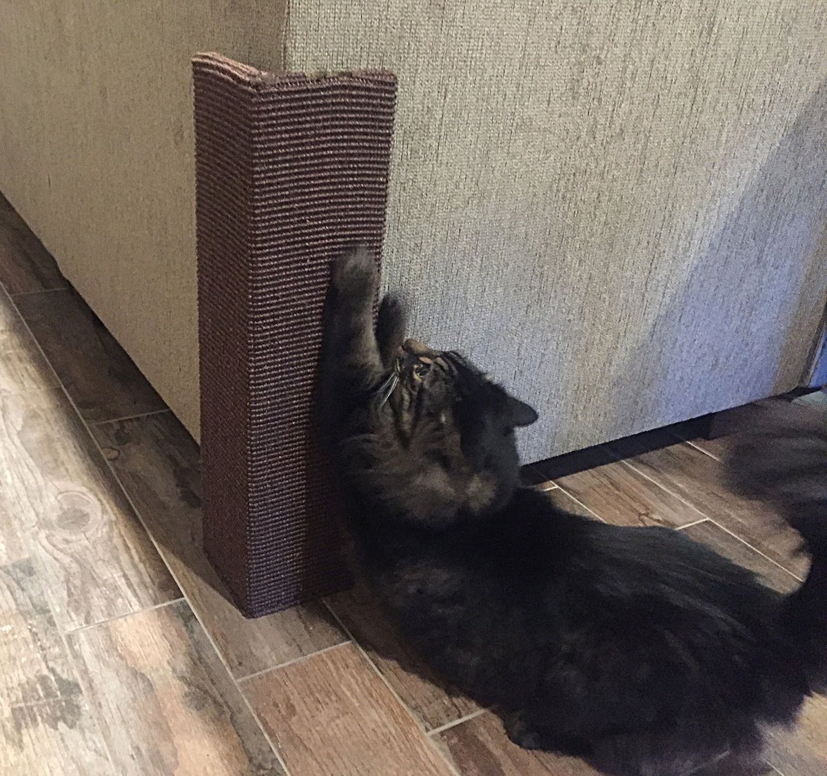 Cat scratch outlet post for couch