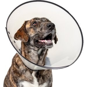 Calm Paws Basic E-Collar Dog Collar, Large