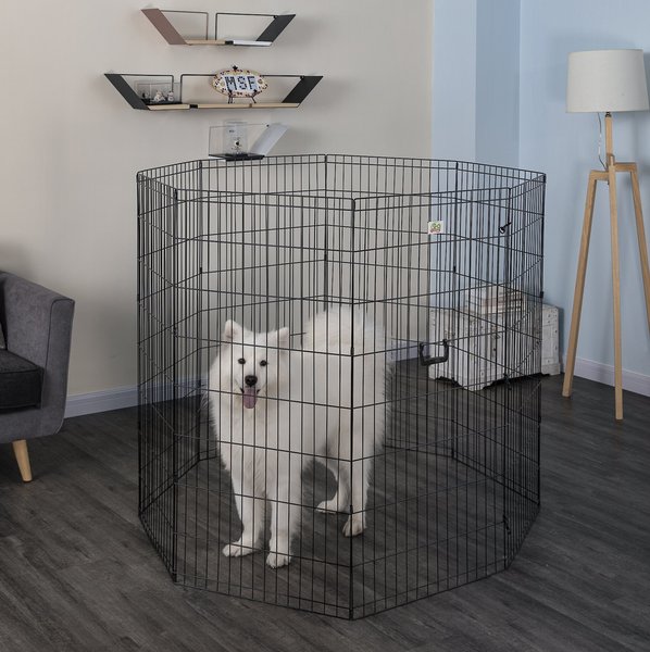 Chewy shop exercise pen