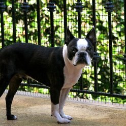 Cardinal Gates Deck Shield Outdoor Safety Netting Dog Gate, Black