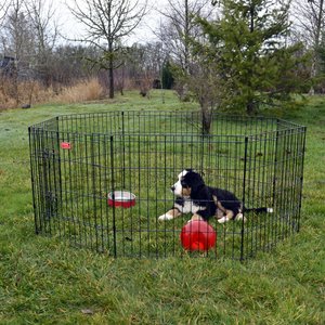 Lucky Dog Wire Dog Exercise Pen with Step-Thru Door, Small