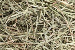 Small Pet Select Second Cut Timothy Hay Small Animal Food, 5-lb box slide 2 of 5