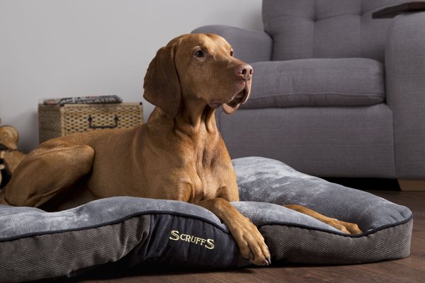Temporarily Unavailable SCRUFFS Chester Mattress Dog Bed