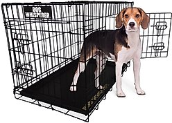 Dog Whisperer Travel Double Door Collapsible Wire Dog Crate, 30 inch
