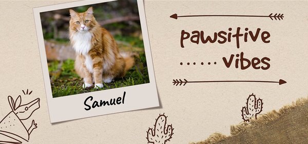 Frisco Personalized Center "Pawsitive Vibes" Picture Frame