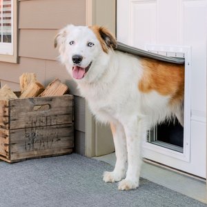 10 Best Dog Doors 2024 According to Reviews Chewy