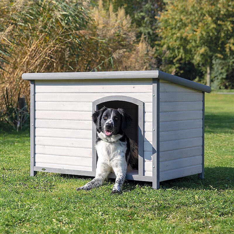 Rooftop shop dog potty