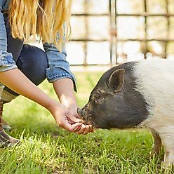 Mazuri Oat & Honey Mini Pig Treats, 6-lb bag slide 2 of 7