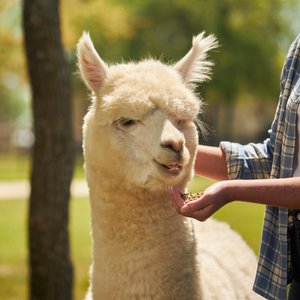 Mazuri Alpaca Care Crumbles Alpaca Food, 40-lb bag