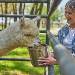 Mazuri Alpaca Performance Alpaca Food, 40-lb bag