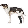Labra Extra Supportive Dog Hock Brace, Small