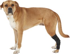 Labra Extra Supportive Dog Hock Brace, X-Large