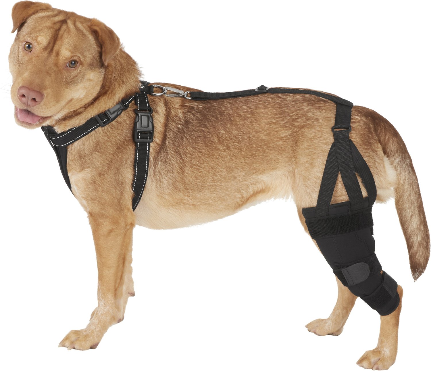 LABRA Left Leg Dog Knee Brace, Medium