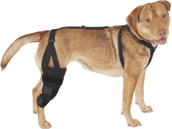 LABRA Right Leg Dog Knee Brace, Medium - Chewy.com