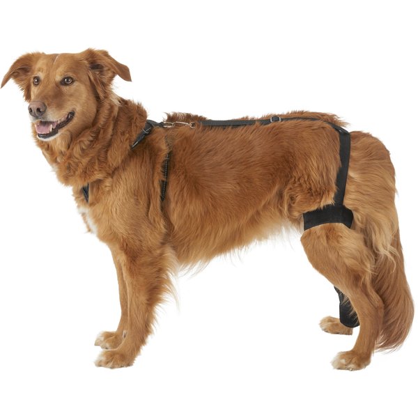 LABRA Right Leg Dog Knee Brace, Large - Chewy.com