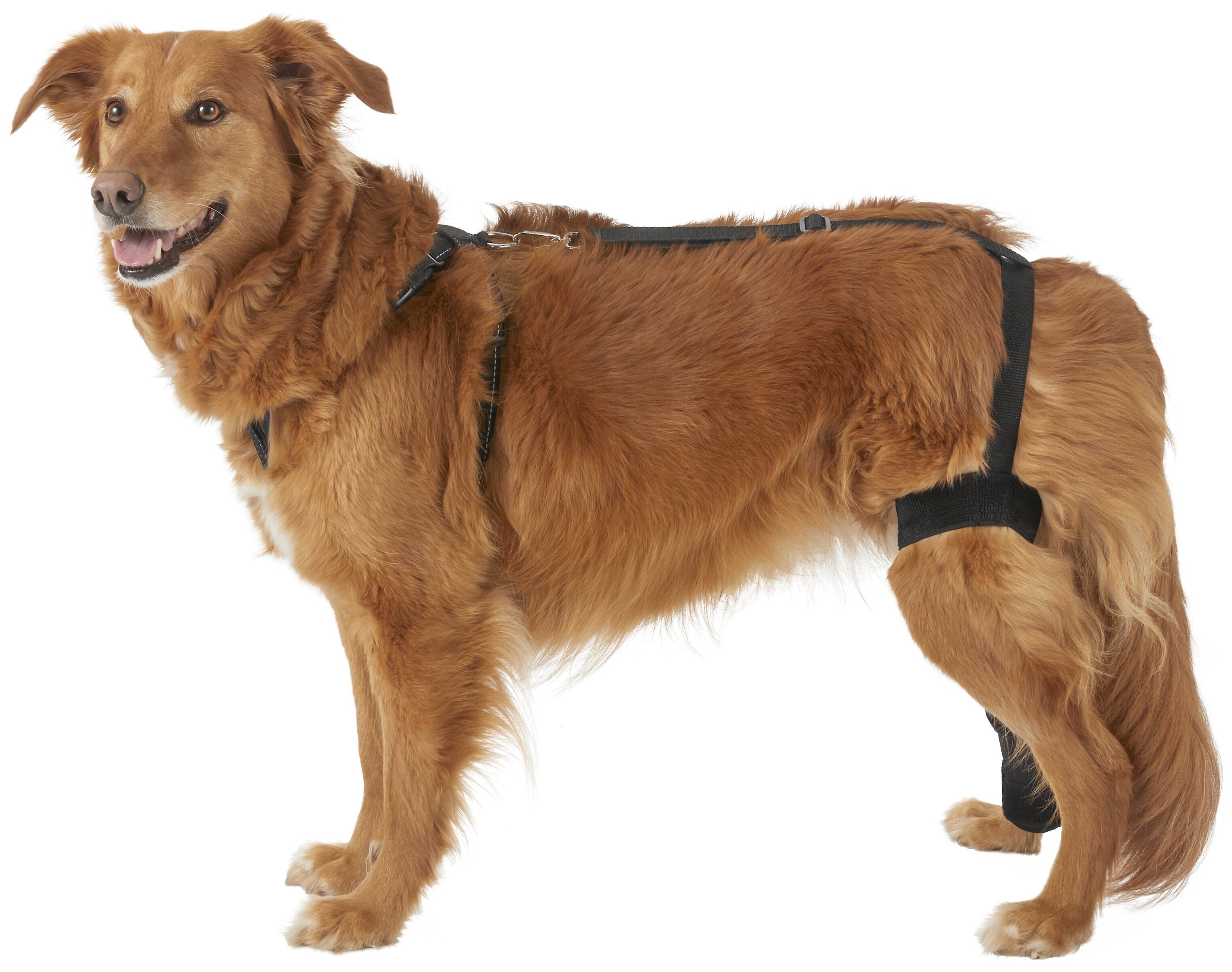 My dog has just had 2 legs tplo surgery’s one leg , the first one still