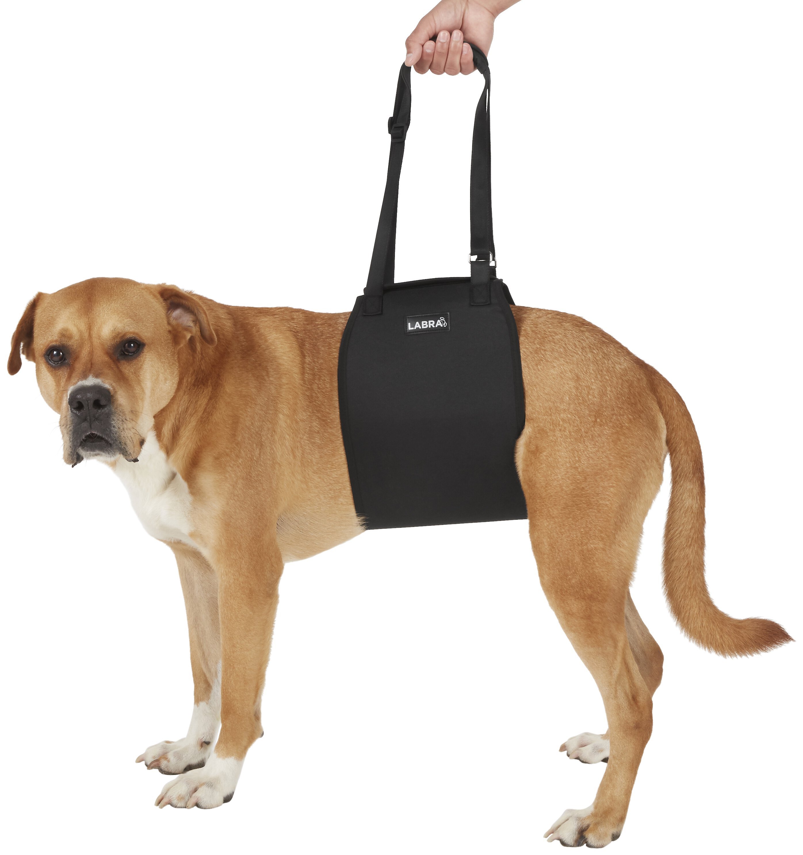 Labra 2025 dog sling