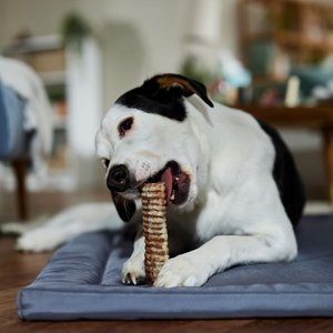 Bones & Chews Made in USA 6" Beef Trachea Dog Treats, 3ct