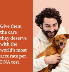 Wisdom Panel Premium Breed Identification & Health Condition Identification DNA Test for Dogs slide 2 of 9