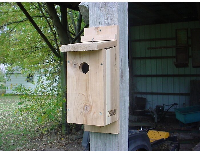 BIRD HOUSES BY MARK Downy Woodpecker Bird House - Chewy.com