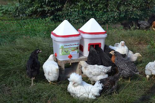Show full view: RentACoop Anti-Roost Center Placed Chicken Waterer, 2-gal slide 8 of 8