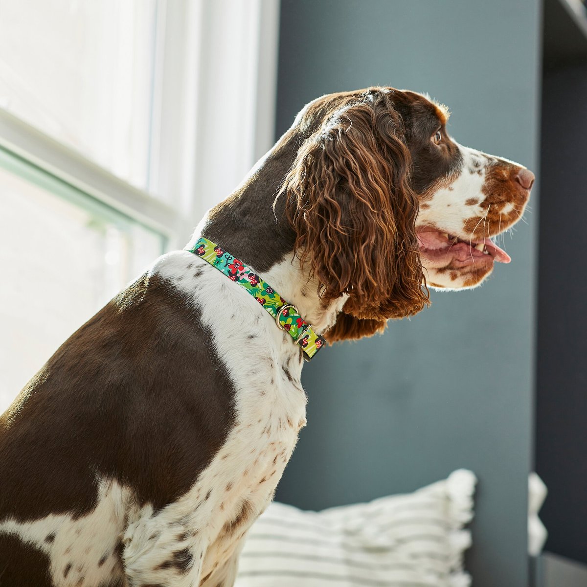 Minnie shop mouse collar