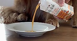 Caru Daily Dish Beef Broth Human-Grade Dog & Cat Wet Food Topper, 1.1-lb bottle slide 2 of 4